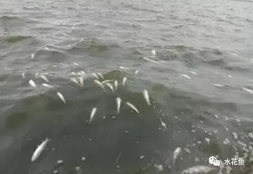 魚類“白露瘟”及其應對措施:“白露劫”并不怕!“渡劫”并不難