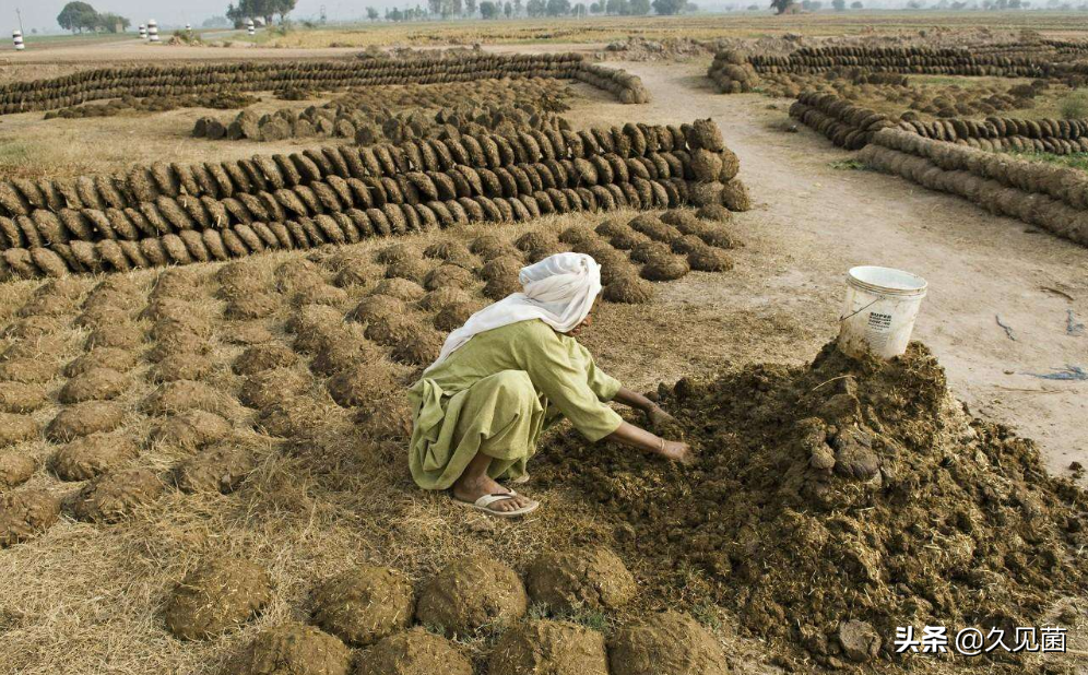 印度用牛糞做出了芯片？ 預計大量出口美國，還能遏制疫情