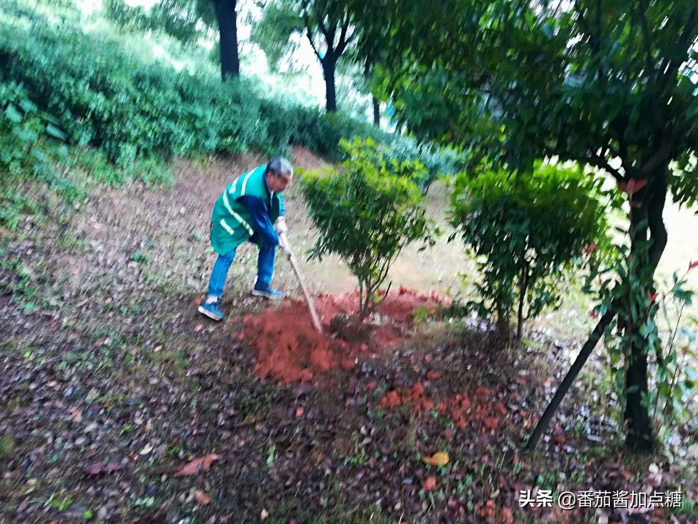 园林植物栽植与养护简易技术——养护篇