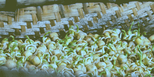 收了去年种下的豌豆，做一顿实实在在的“豌豆宴”