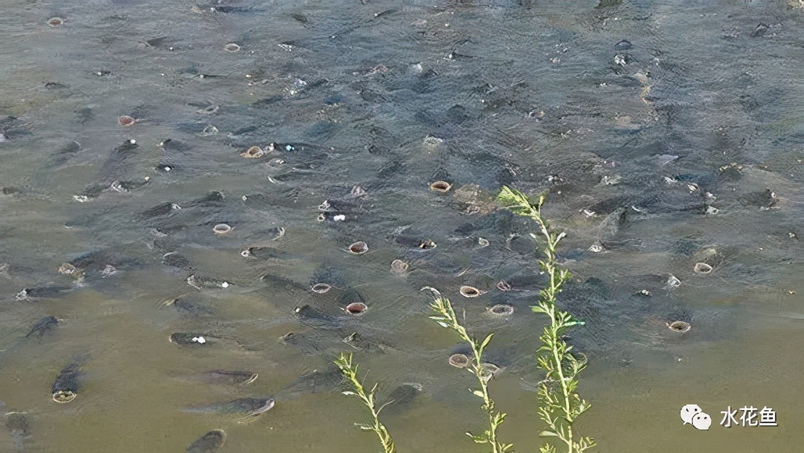 提前预测鱼类可能浮头的方法及其缺氧翻塘的急切解救措施本来是可以