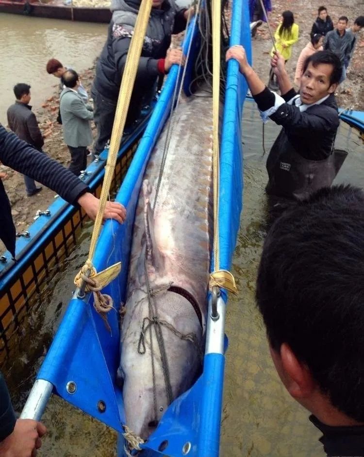 世界上最大的5种淡水鱼巨型黄貂只能排末位很多已经濒危