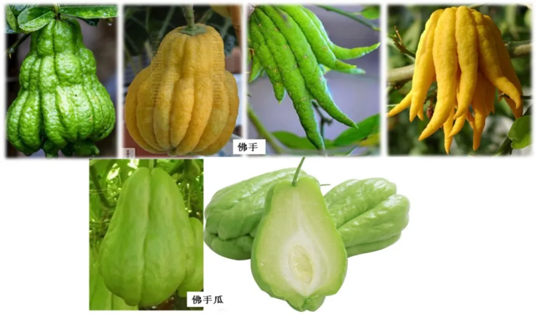 佛手 VS 佛手瓜，一字之差却大有不同