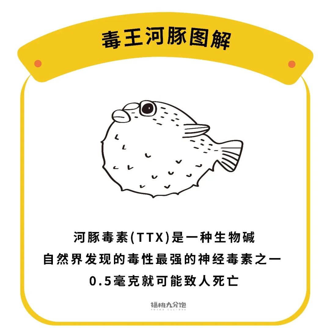 河豚到底有没有毒 我们替你拿命试了试 渔鲜荟 Mdeditor 河豚到底有没有毒 我们替你拿命试了试 渔鲜荟 Mdeditor