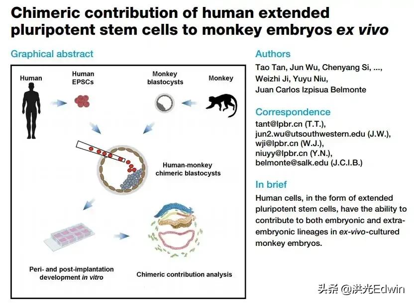 為什麽科學家要進行“人猴雜交胚胎”研究，目的是什麽？