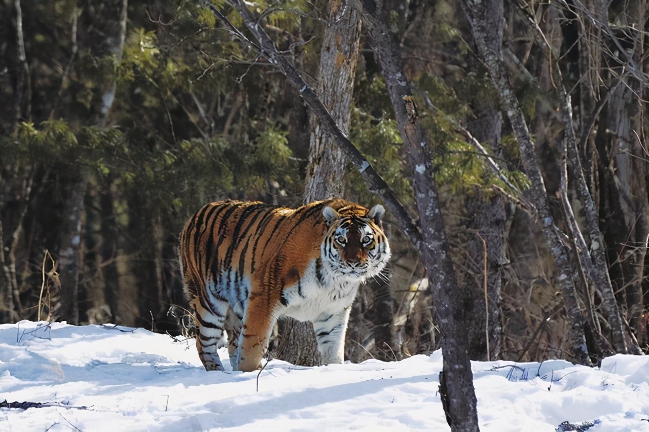 黑龙江东北虎伤人事件中的老虎在将人扑倒后为什么没继续撕咬