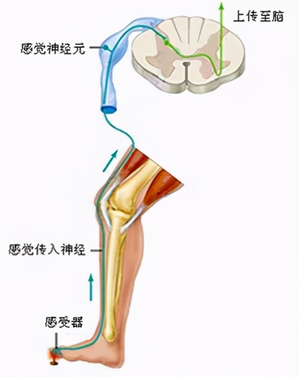 止痛藥是一粒解千愁還是洪水猛獸？