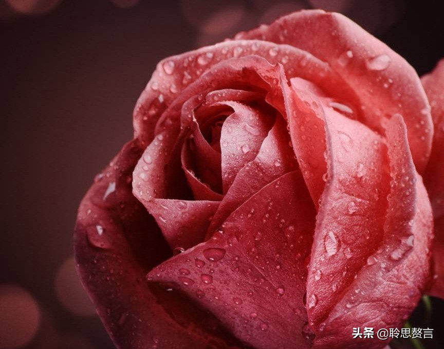 生日祝寿诗词精选四十二首 最美好的祝福，都在诗句里了-第8张图片-非凡网