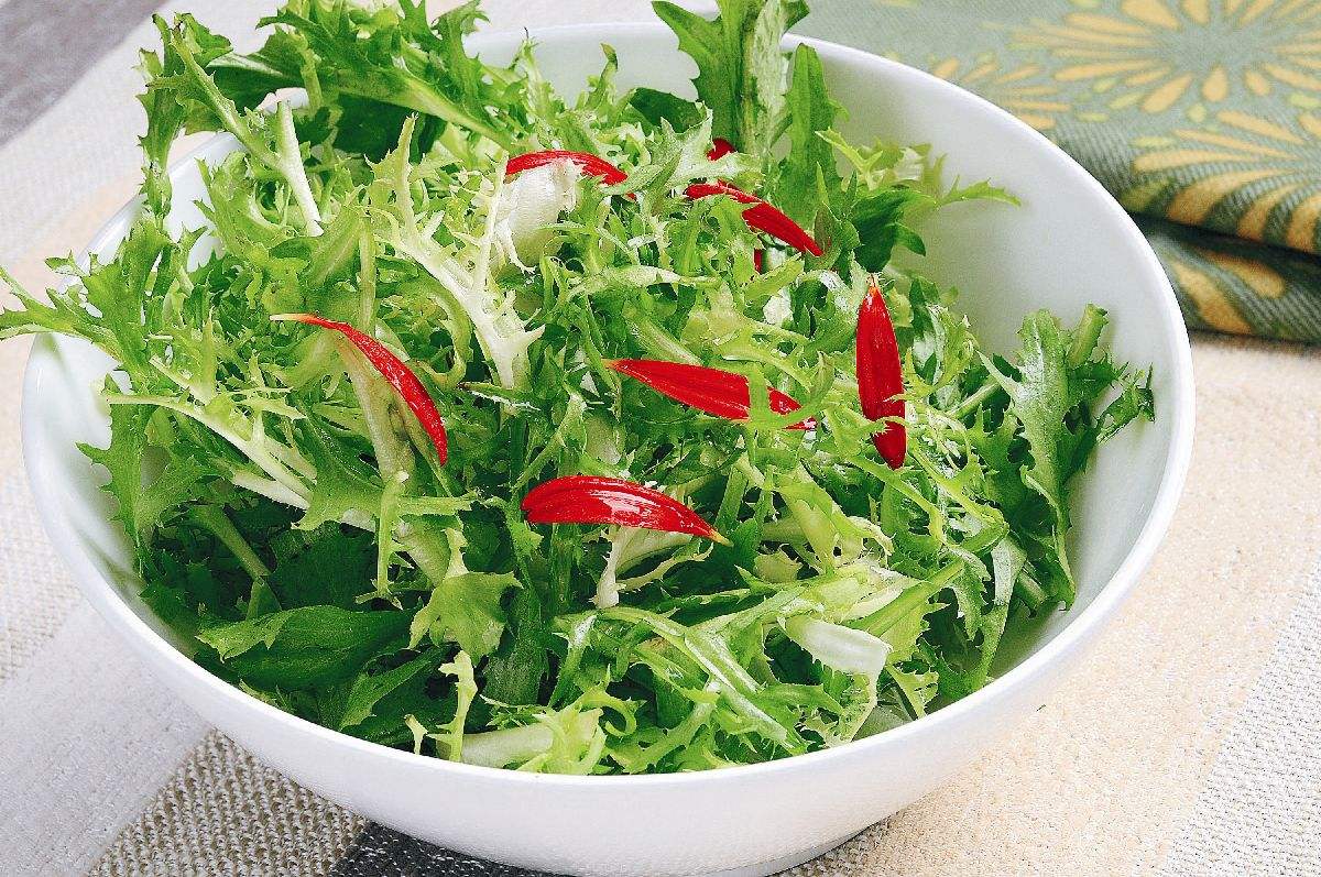 种植苦菊，4种主要病虫害的防治，农户不妨看看
