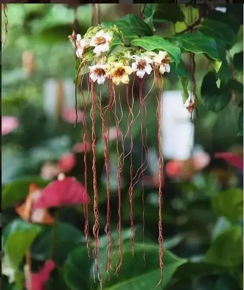 160種· 奇花異草,絕對有你沒見過的! 「下部分」