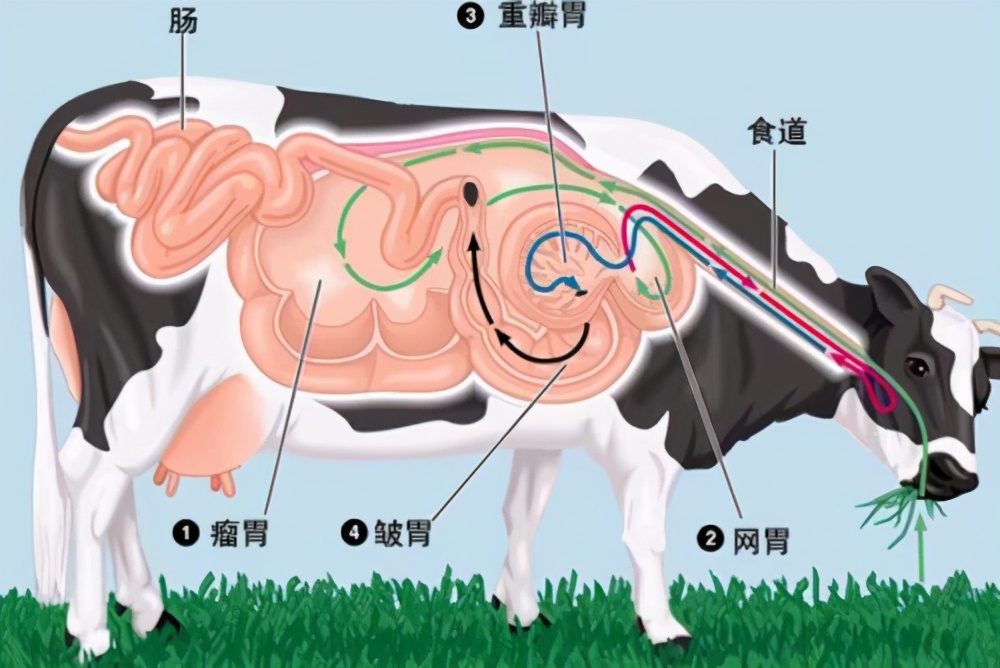 為什么牛羊糞便可以當(dāng)柴燃燒，人的糞便卻不行？