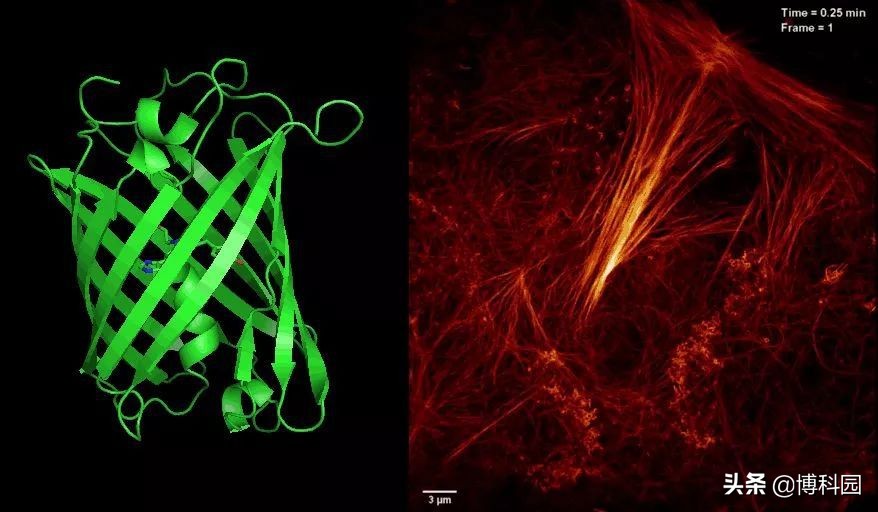 太棒啦，科学家设计出独特的“发光”蛋白质！
