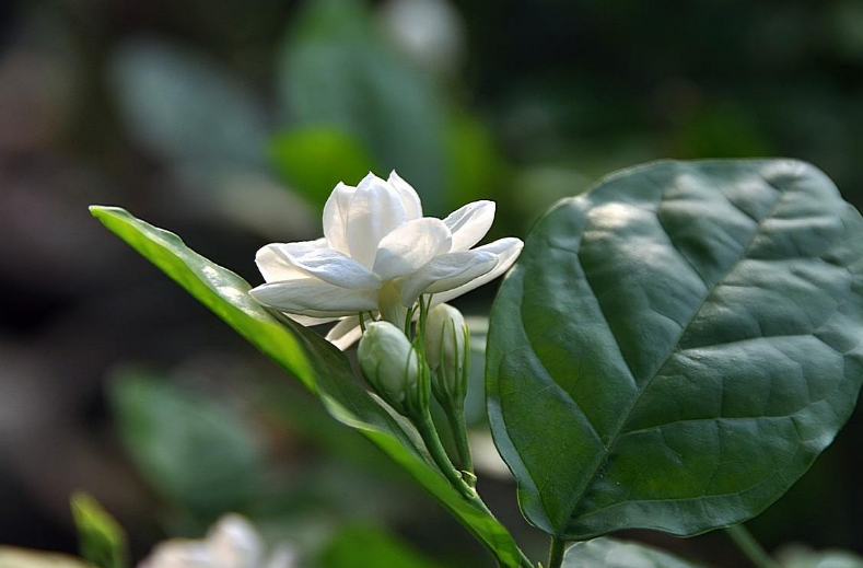 好一朵茉莉花，12首茉莉花的诗词，茉莉花开香满院-第11张图片-非凡网
