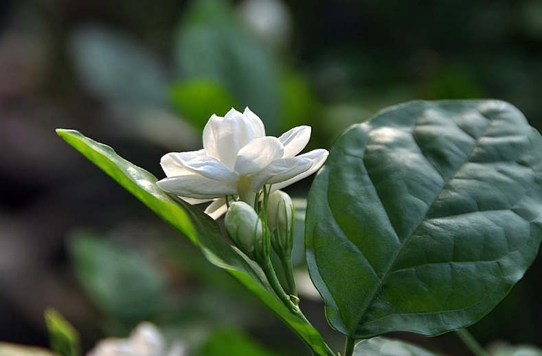 好一朵茉莉花，12首茉莉花的诗词，茉莉花开香满院-第11张图片-诗句网