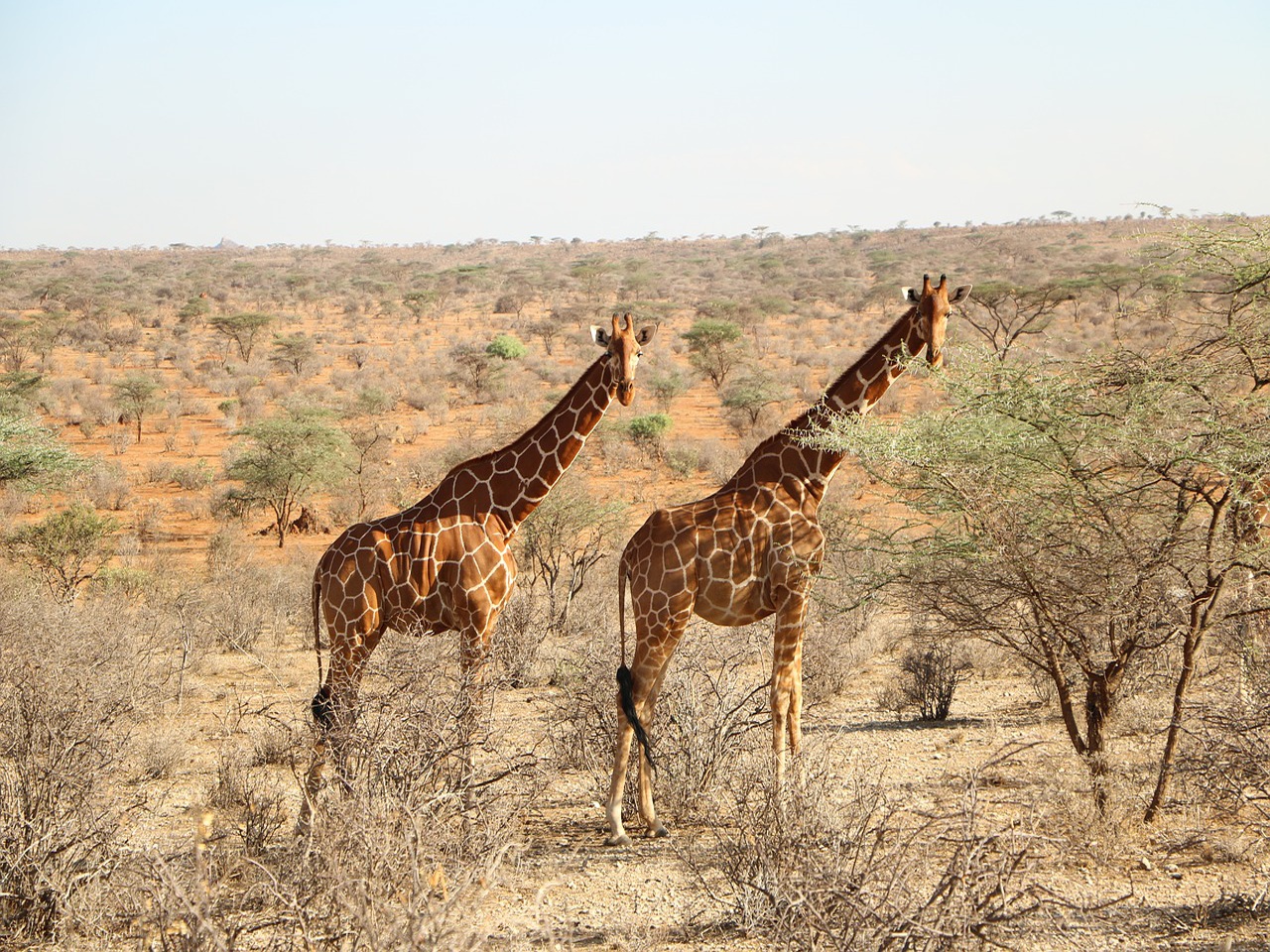 看百科学英语：Giraffe长颈鹿