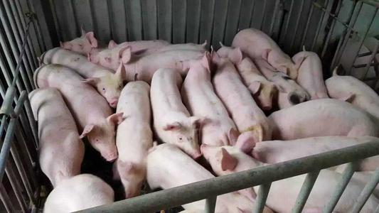 冬季初生仔猪腹泻与营养调控管理