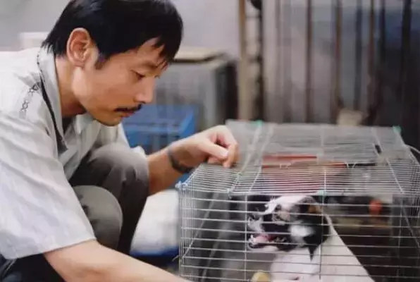 猫奴狗奴的狂欢,《爱宠大机密2》猫狗满天飞