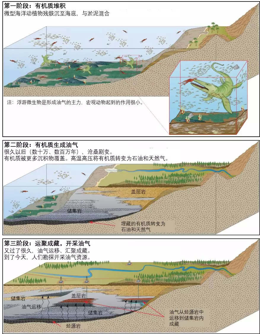 鲸鱼粑粑排泄量巨大，为何价值超200万美元？真的不是因为龙涎香