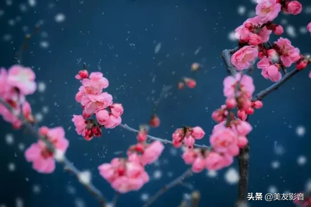 关于梅的诗句大全 梅雪争春未肯降，骚人阁笔费评章图片