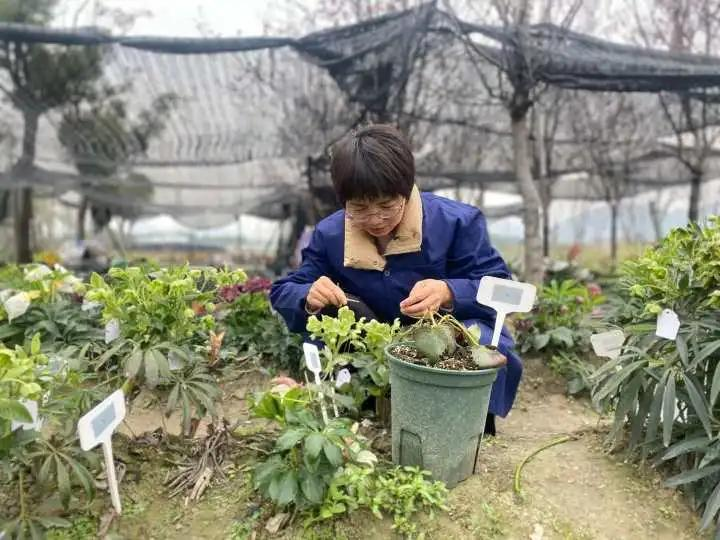 一株小花100元！浙江女子种出“花界天山童姥”！这颜值，绝了