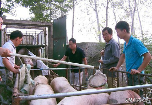 养得好是徒弟，卖得好才是师傅，这位老农的卖