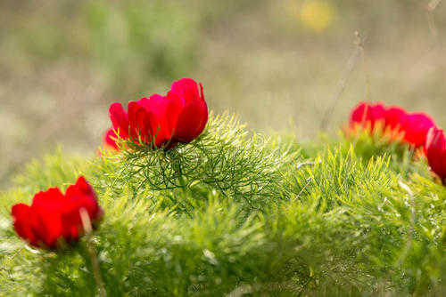 植物也能考古？兩個目標兩大手段，探索不一樣的植物世界