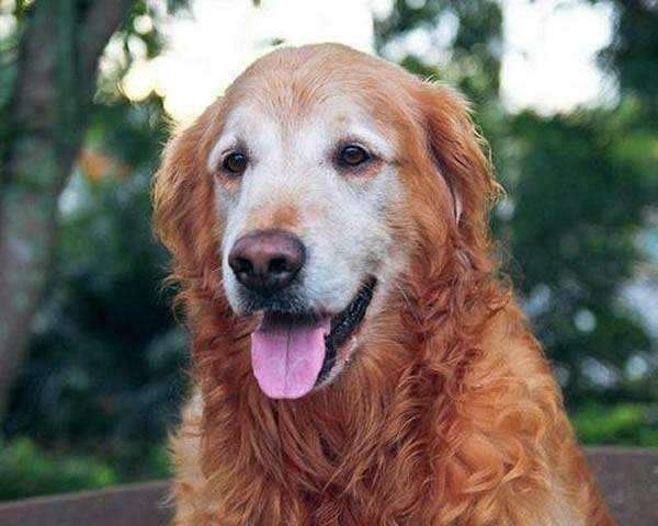 老狗如果有这5个表现，那么恭喜你，说明它还能活很长时间