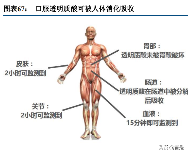 华熙生物专题报告：品牌矩阵贯穿医护两端，三地产能实现四轮驱动