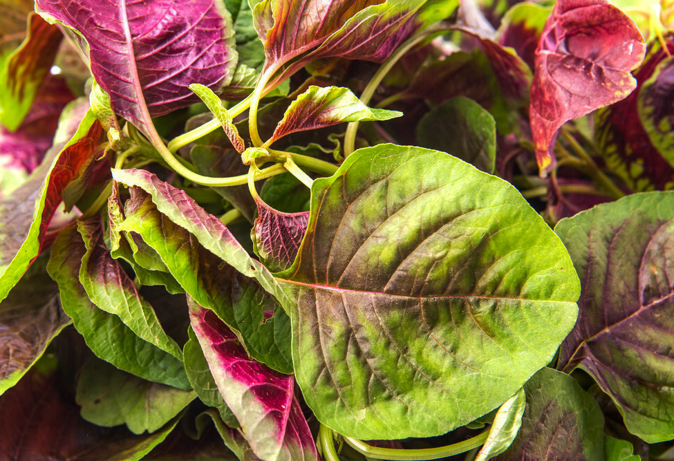 春天，寧可不吃肉也要吃這些菜，順應時節，葉酸豐富，女人要常吃