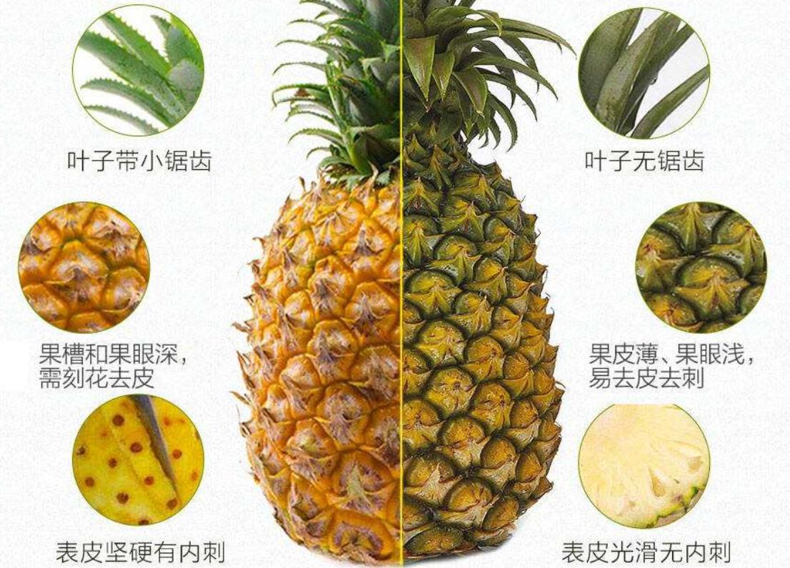 菠蘿和鳳梨傻傻分不清？ 牢記這4點，看一眼就分出來，別再亂買了