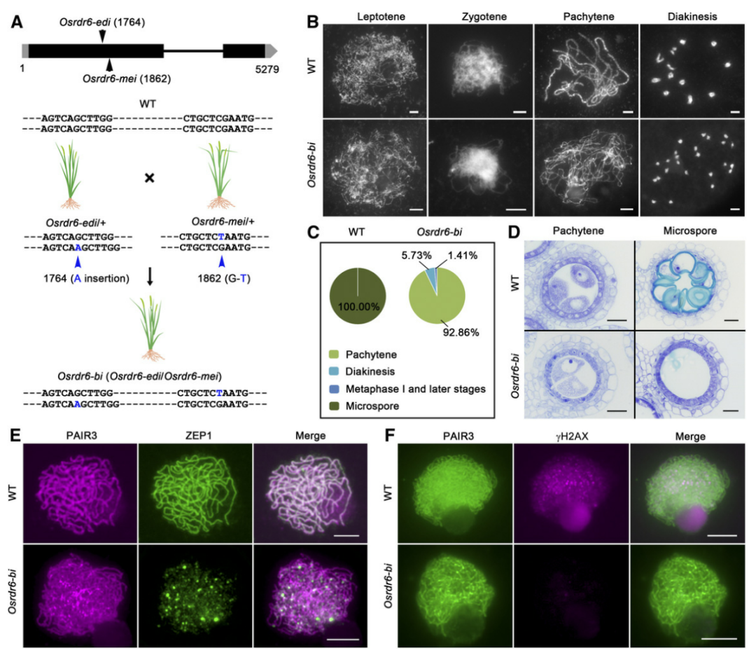 项目文章PC：水稻 RDR6 在减数分裂DNA双链断裂形成中的作用机制