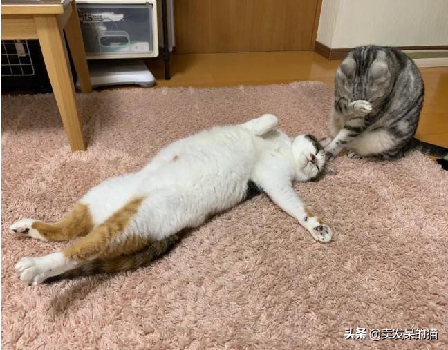 泰国警方逮捕了一只疫情期间 违反夜间外出禁令的猫 国际 蛋蛋赞