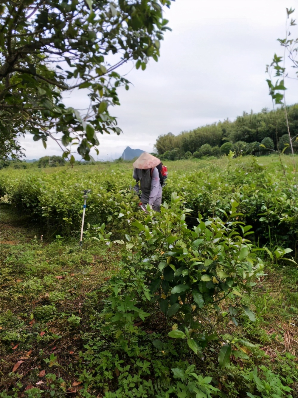 让茶园返璞归真，回归人工除草