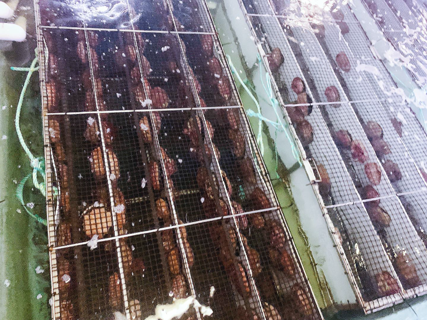 澳大利亚：龙虾被卡脖子，那就给鲍鱼提价，给