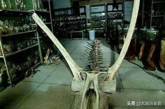 解读现代坠龙事件，真龙究竟是虚幻还是真有其事?