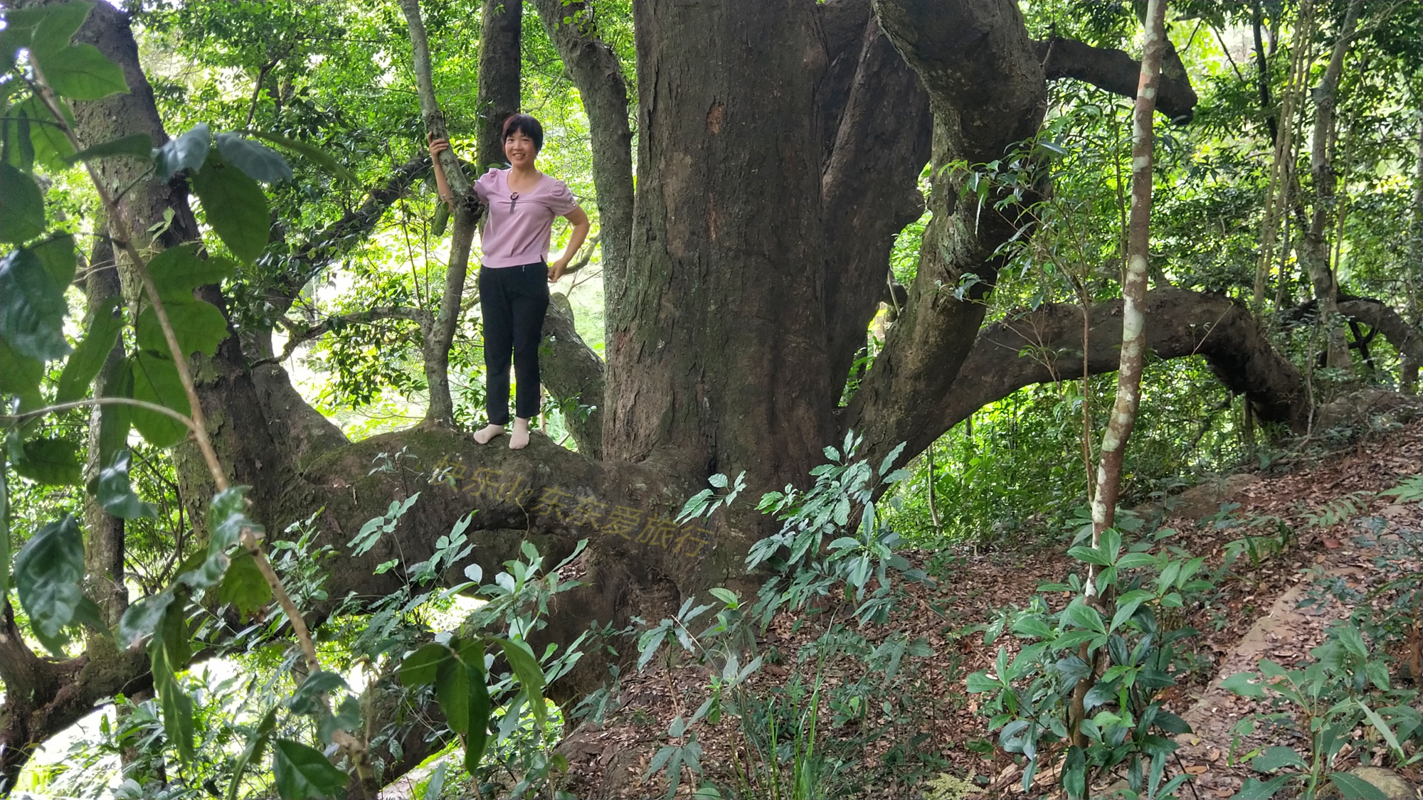 广东平远泗水千年古檀树独木成林如百足怪兽枝干又如群龙飞舞
