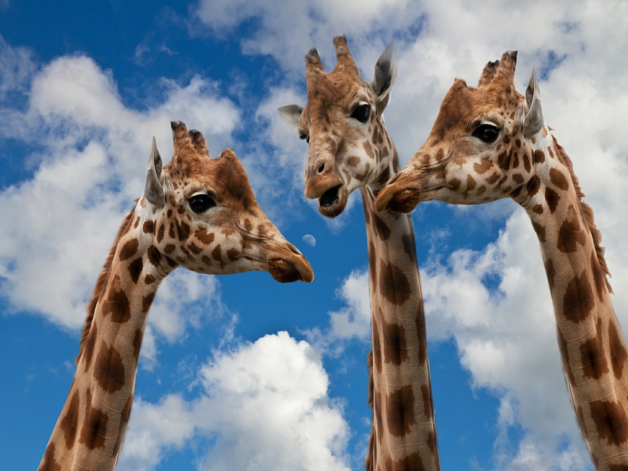 看百科学英语：Giraffe长颈鹿