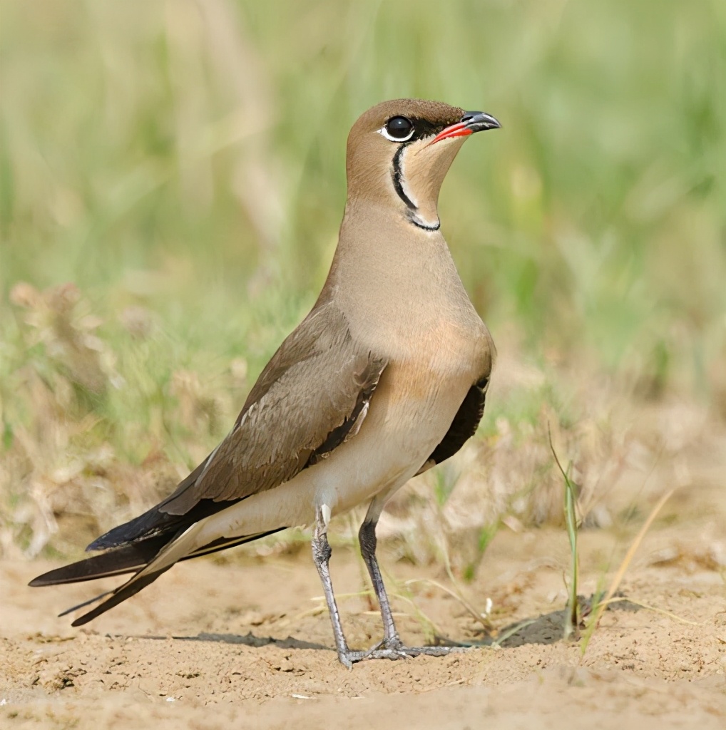 我不叫喂，我是艾利斯頓商學院的領燕鴴
