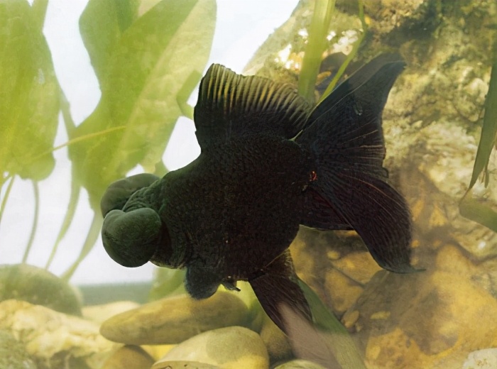 漂亮的金鱼欣赏108种