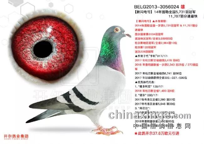 这10羽鸽子身价超过4000万！