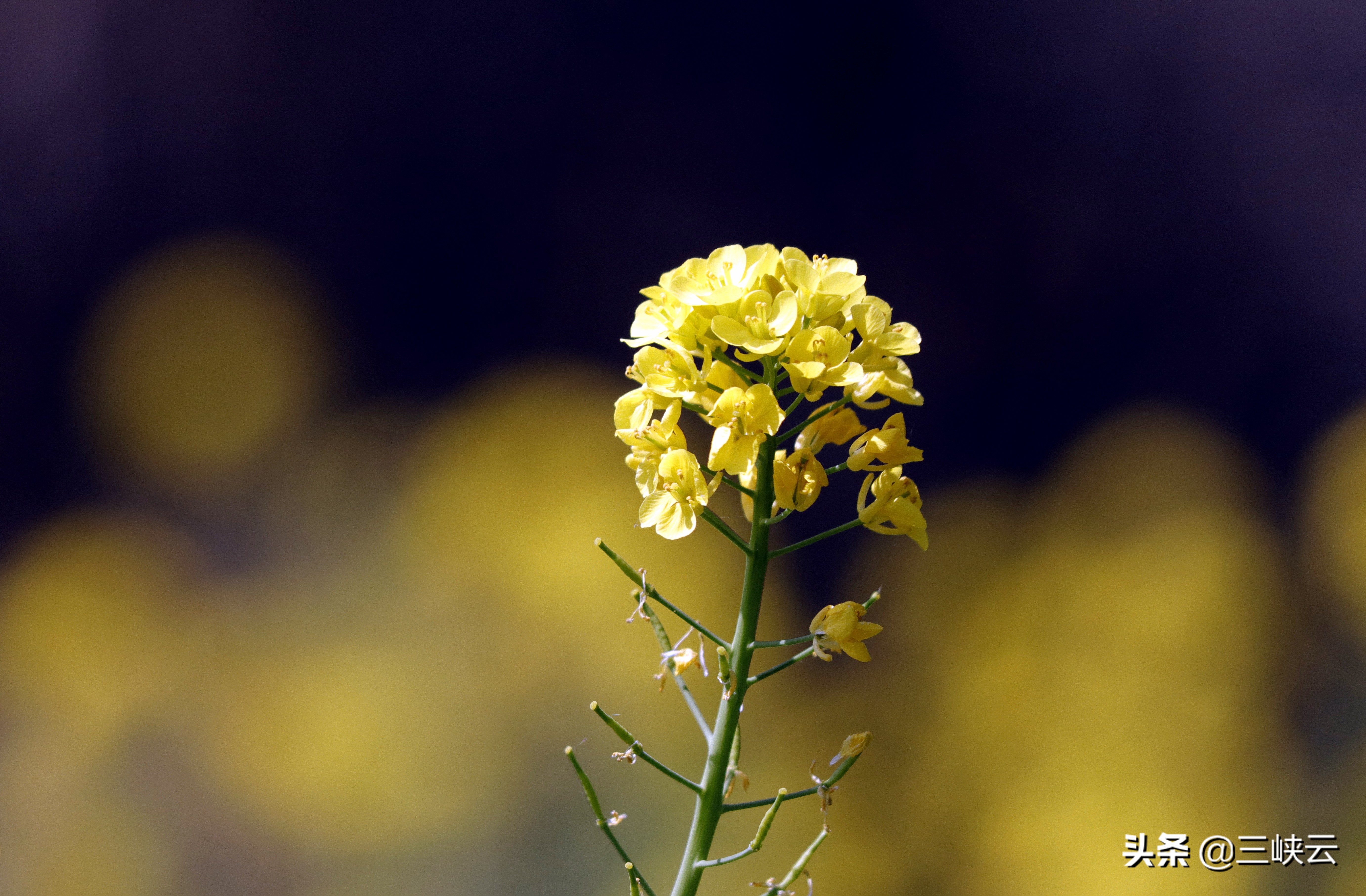 油菜花属于什么,油菜花代表什么(图2)