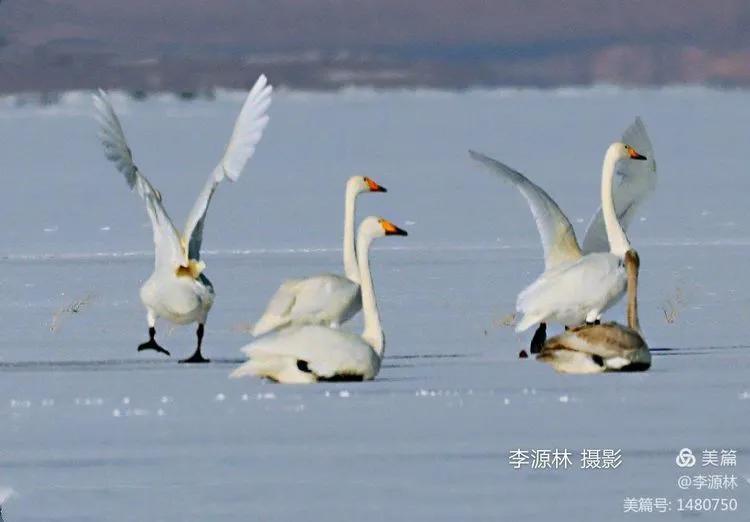 寒烟轻笼，白鹤戏水，民勤石羊河国家湿地公园宛如仙境一般