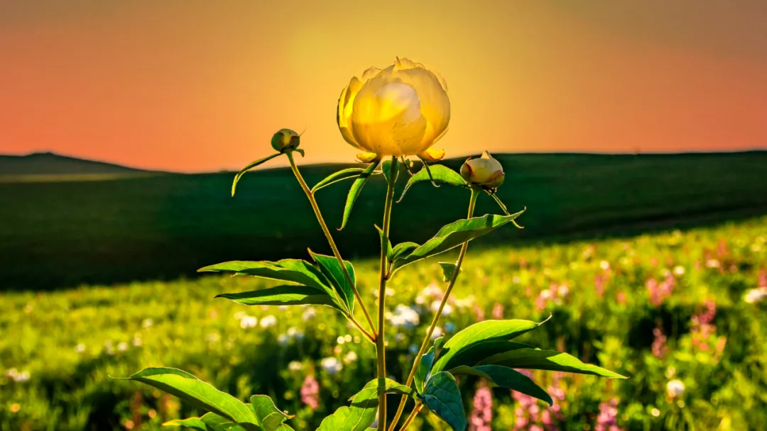 呼伦贝尔撒欢农场：到此赏花正当时