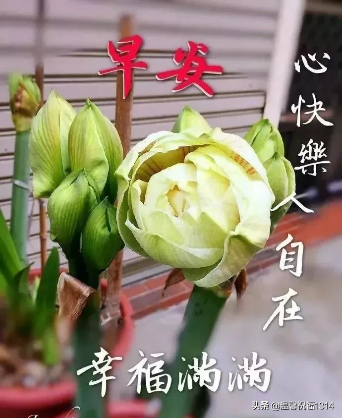 赞美早起的经典句子图片（附正能量满满的早安问候语） 第7张