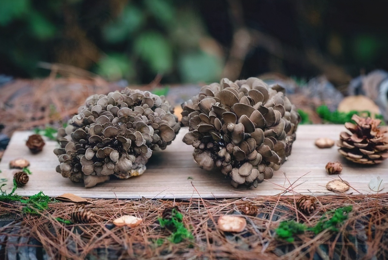 它是中國的 舞茸 在國內不受待見 卻在日本翻身 成高端食材 阿麗的花草日記 Mdeditor