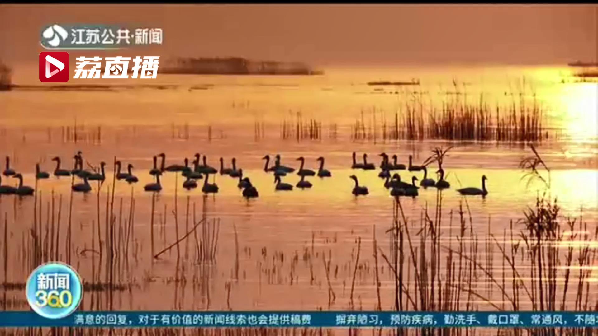 石臼■变身“天鹅湖”！南京石臼湖在秋冬之际迎来一批过冬小天鹅