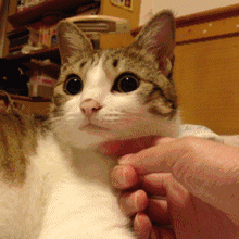 刚到家的小猫咪，一直咬人、抓人咋办？你需要了解一下