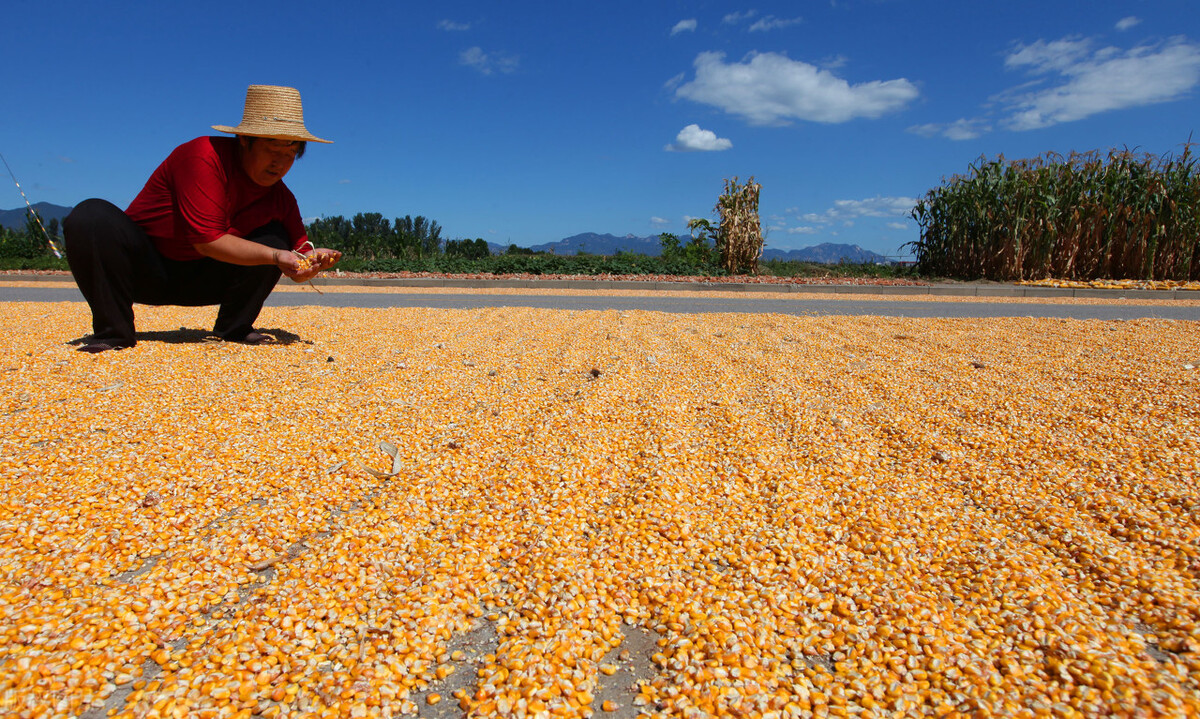 玉米上涨，稻麦低迷，五一假期粮价能否刺激反弹？农民的坏消息