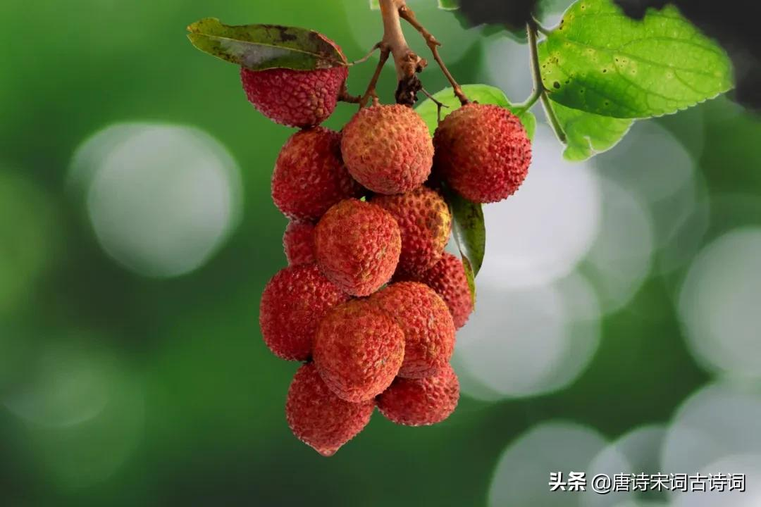 荔枝红了!-第3张图片-非凡网 荔枝红了!-第3张图片-非凡网