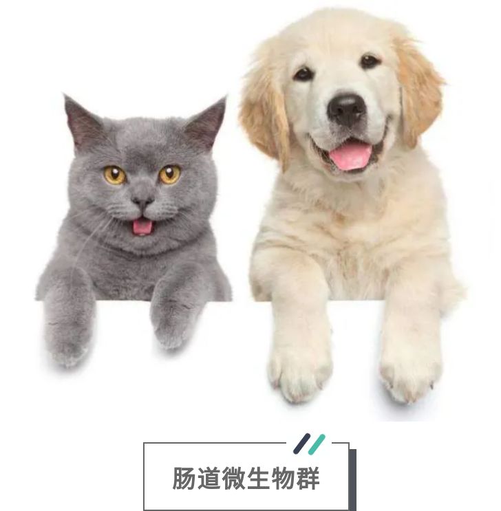 食用益生菌到底是啥？别再傻傻分不清啦